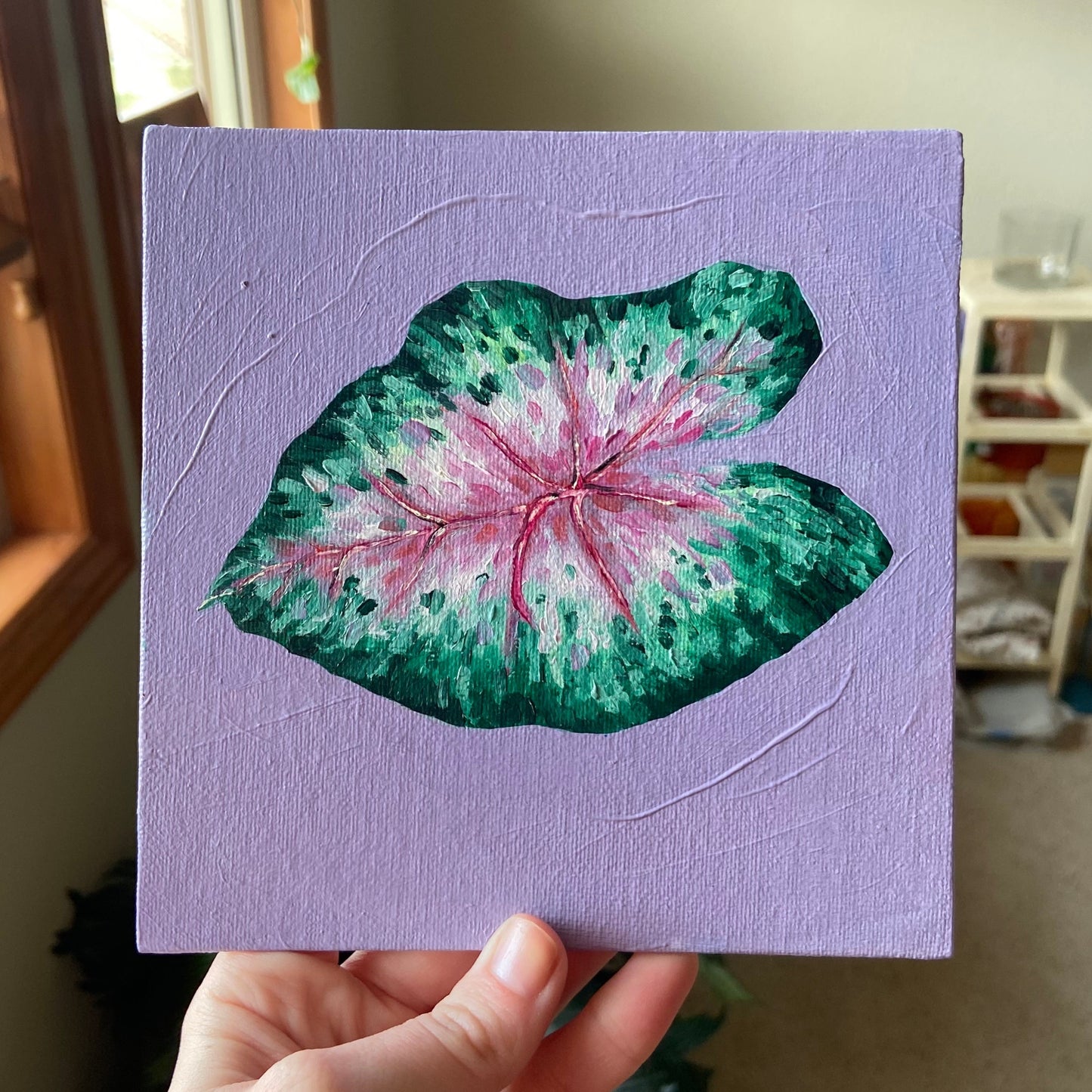 Alocasia study